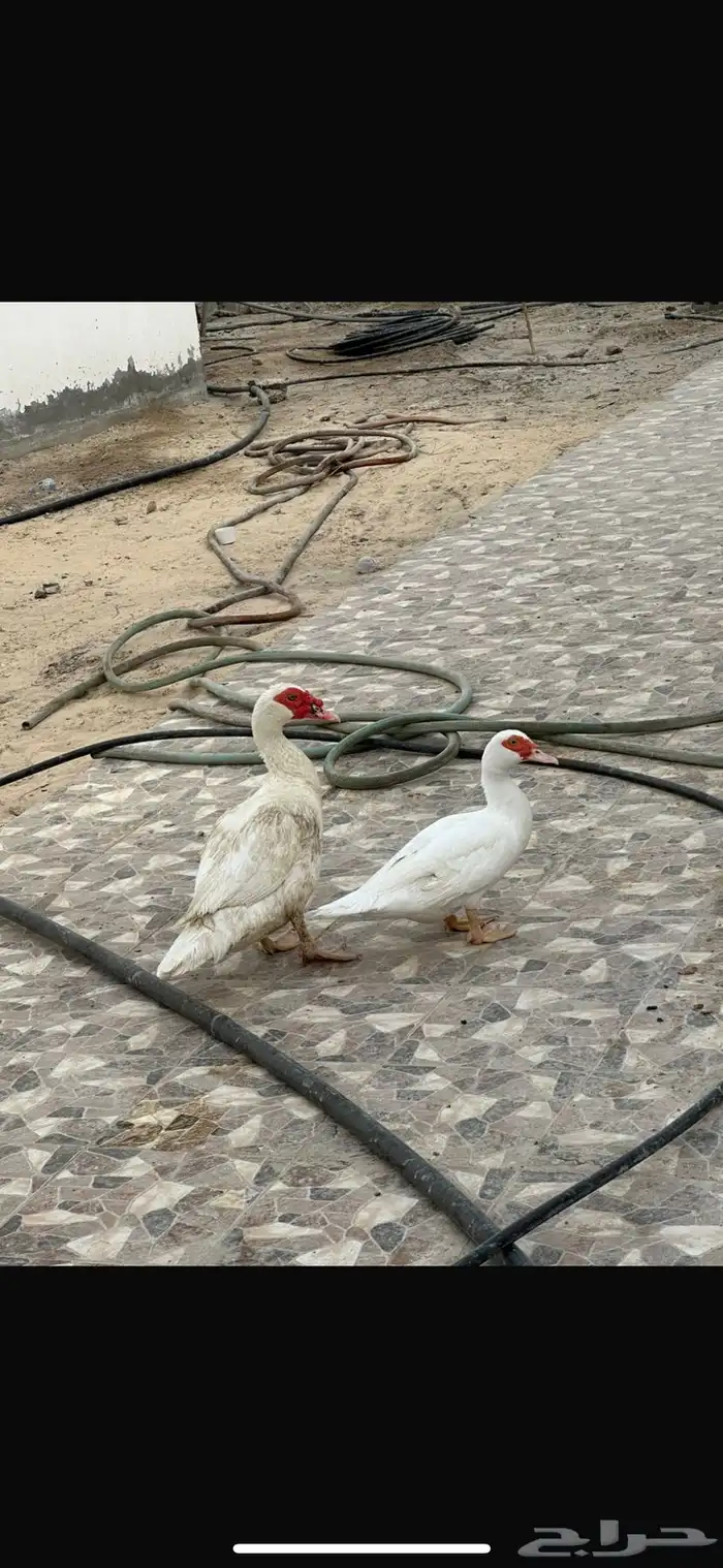 بط بياض 2