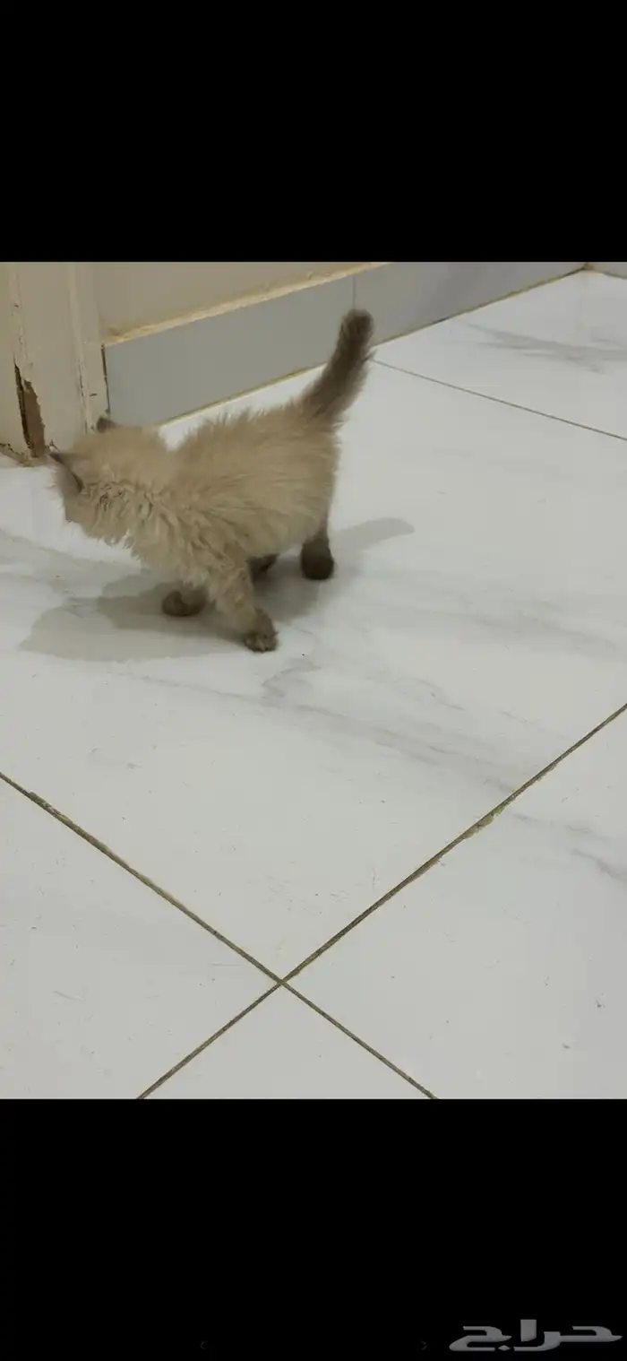 قطه هملايا للبيع 2