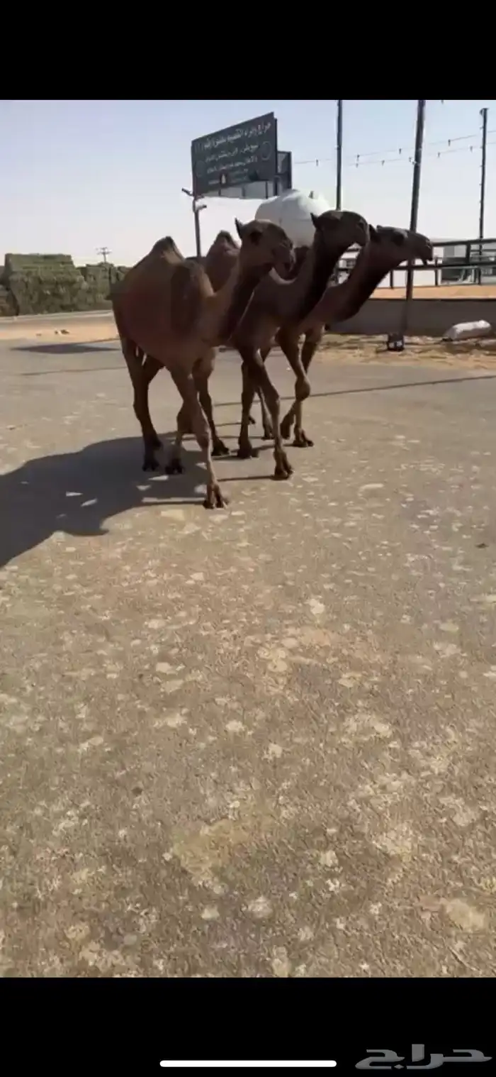 البيع البكار العدد ثلاث 8