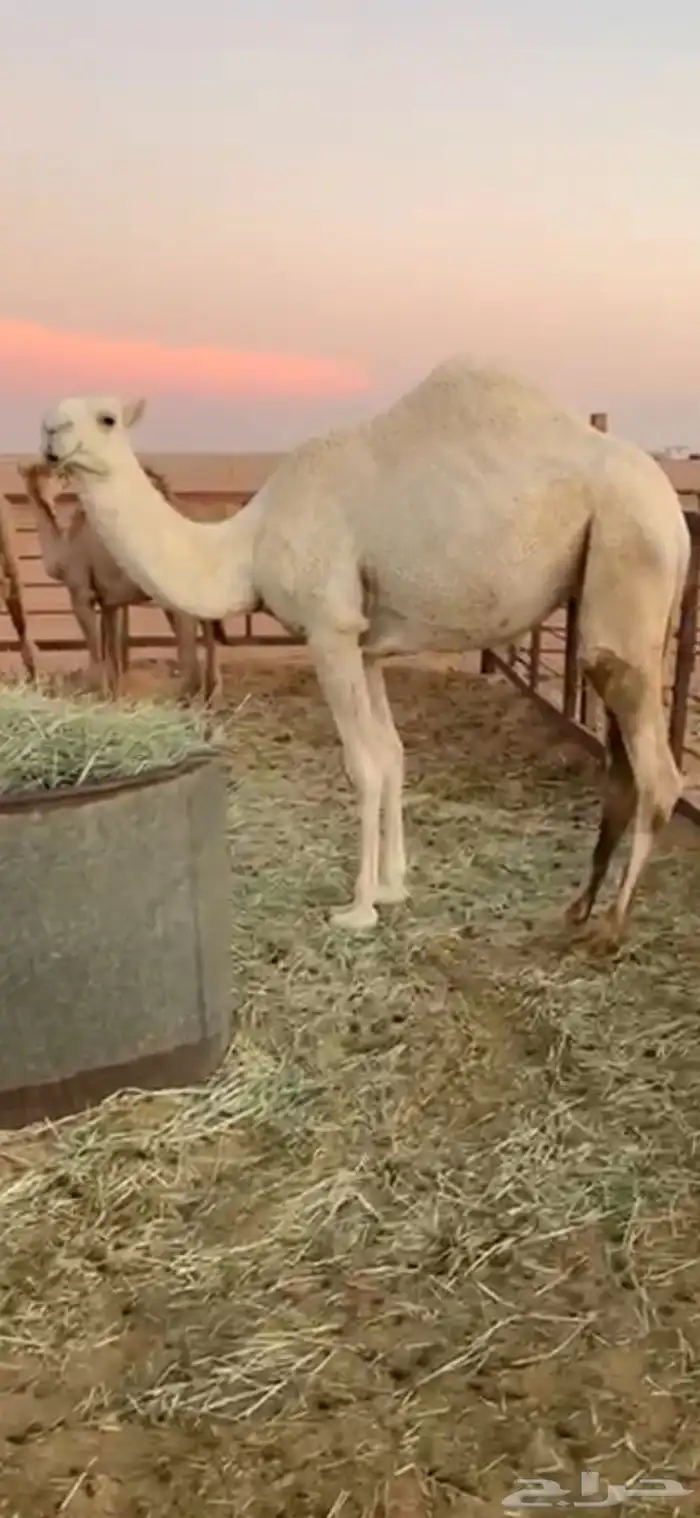 ابل وضح للبيع 8