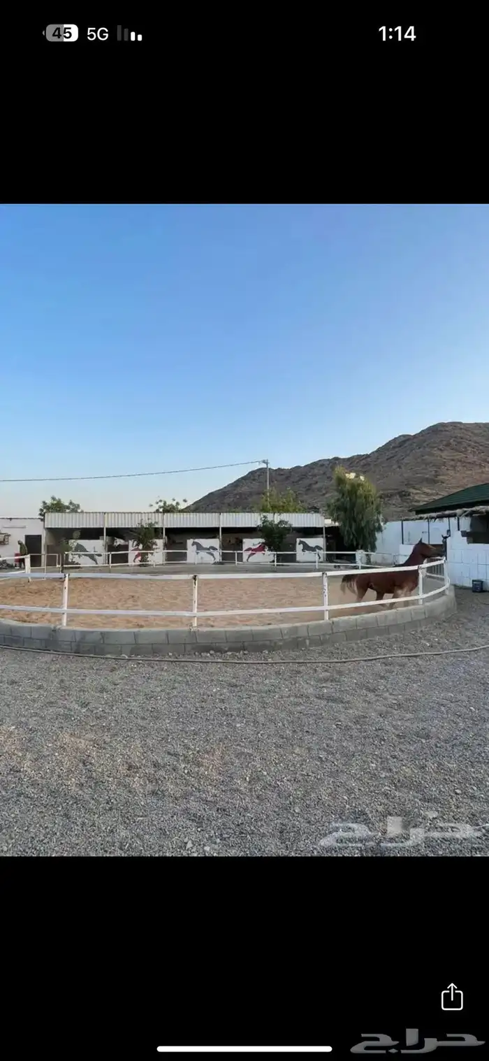 مربط ايواء وعسف وتدريب الخيل 0