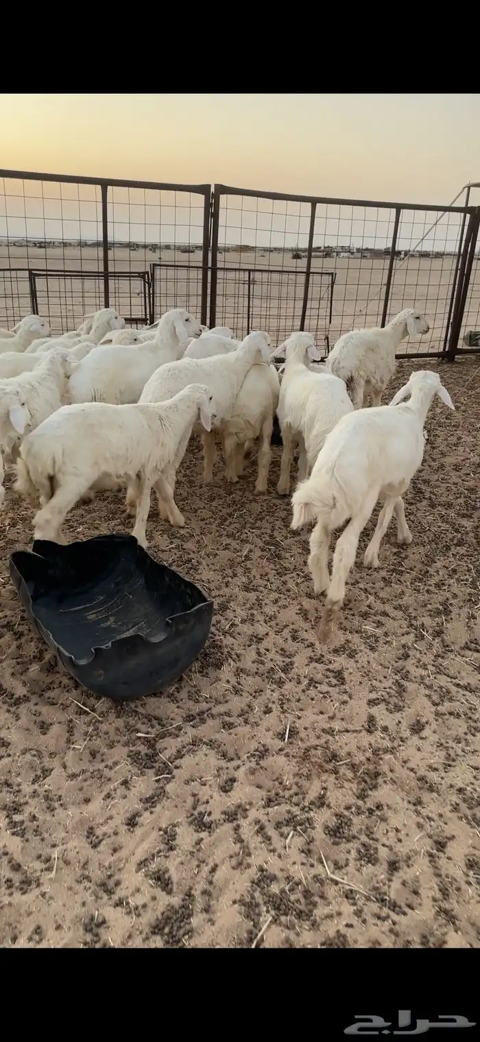 بهم حري طيب شعره وشحم 4