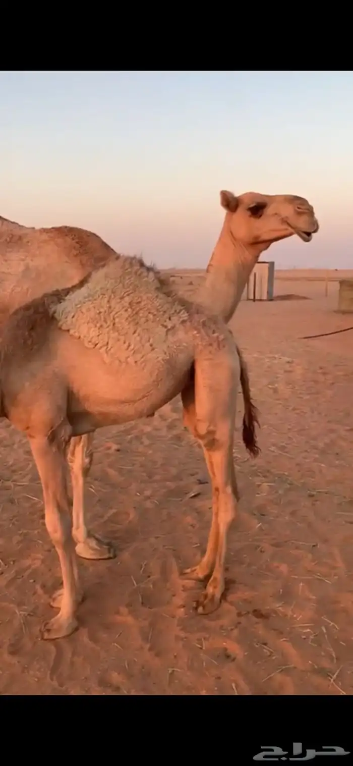 ابل وضح للبيع 6