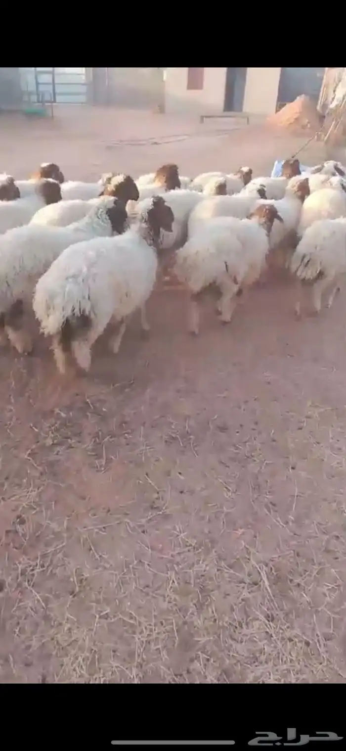 للبيع بهم نعيم 0