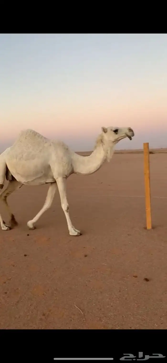 ابل وضح للبيع 4