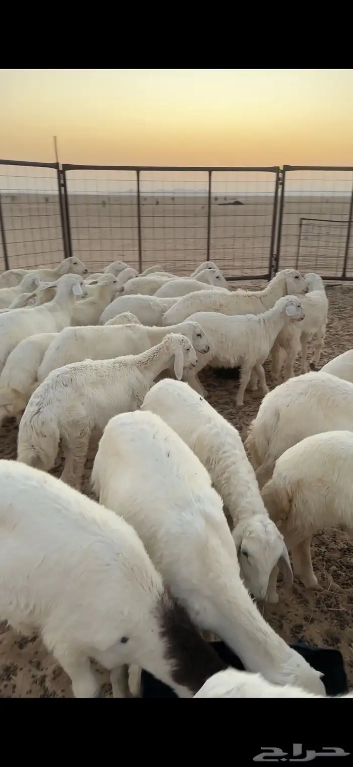 بهم حري طيب شعره وشحم 6