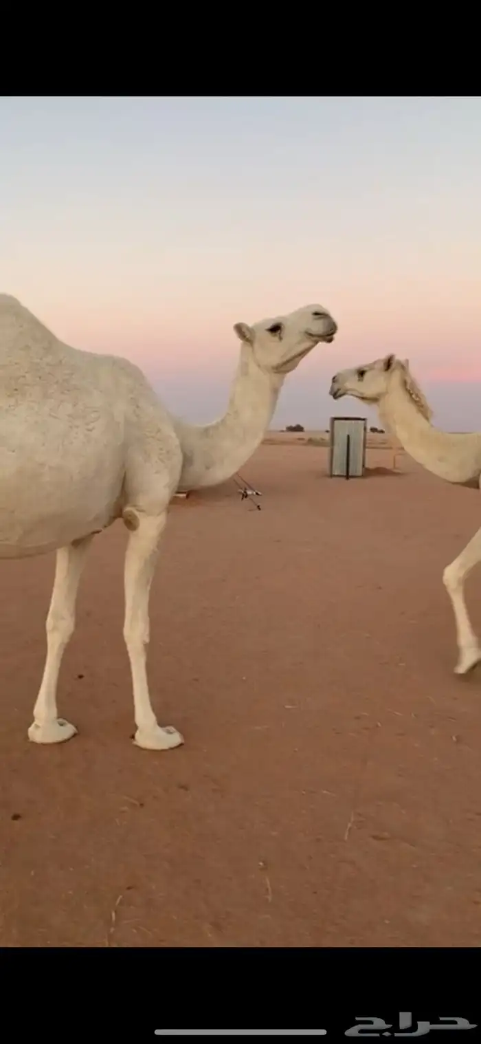 ابل وضح للبيع 3