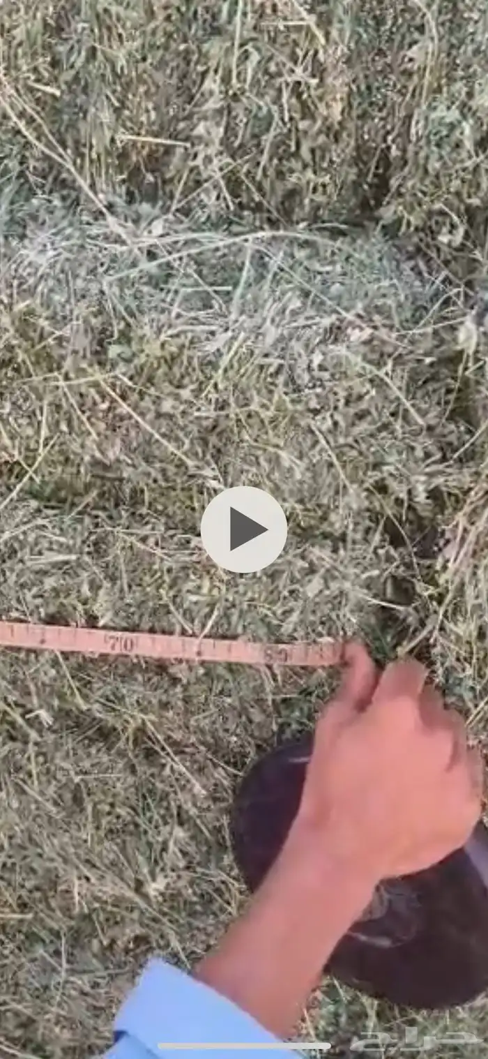 برسيم صافي و ذرة جيزانية 6