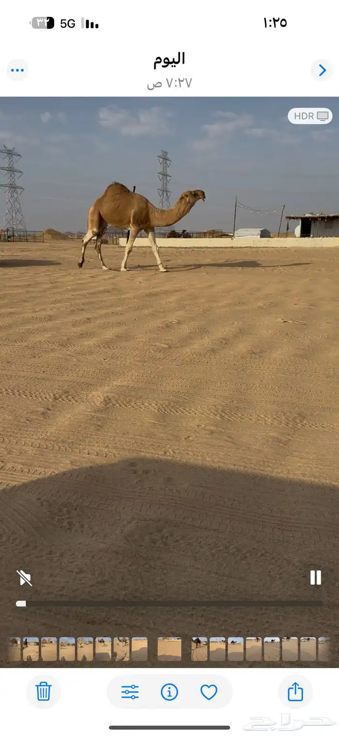 بعير حمر شمالي كفو 1