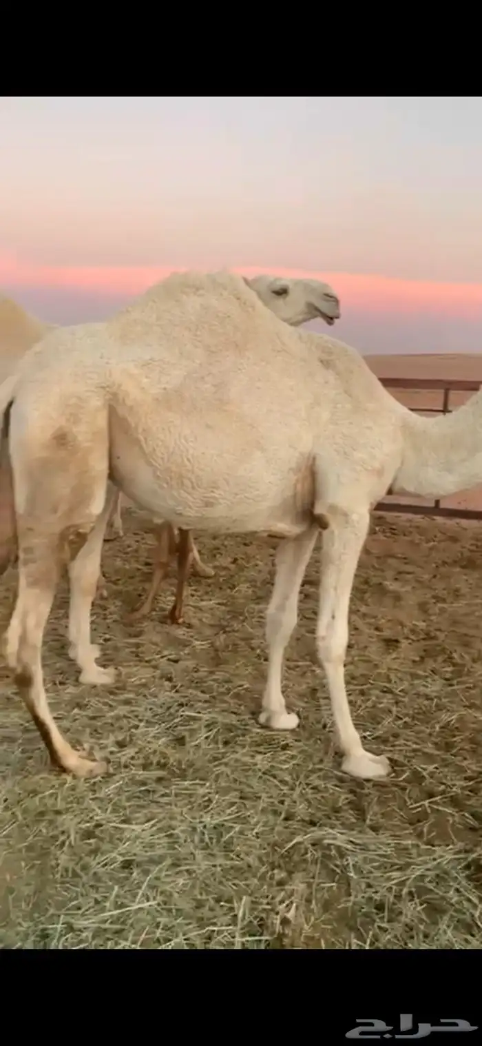 ابل وضح للبيع 9