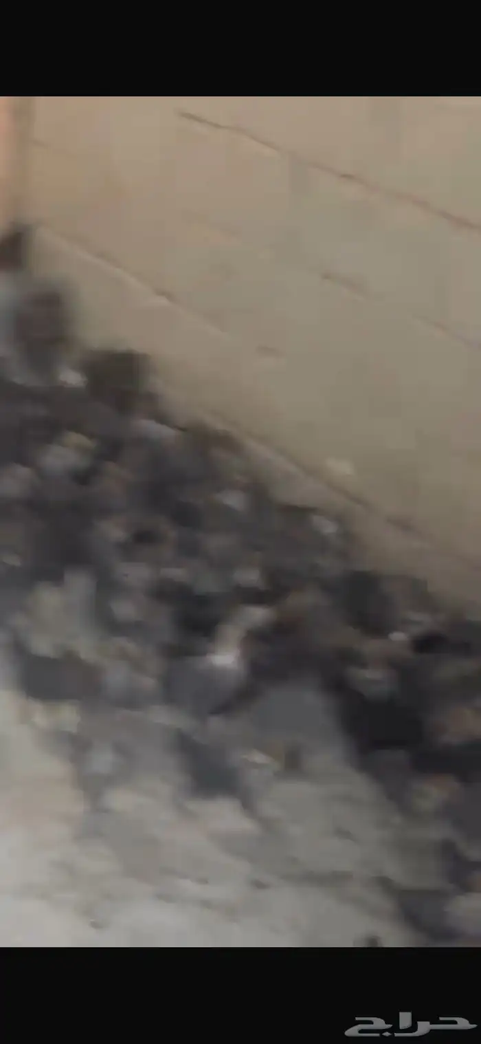 صيصان فيومي 2