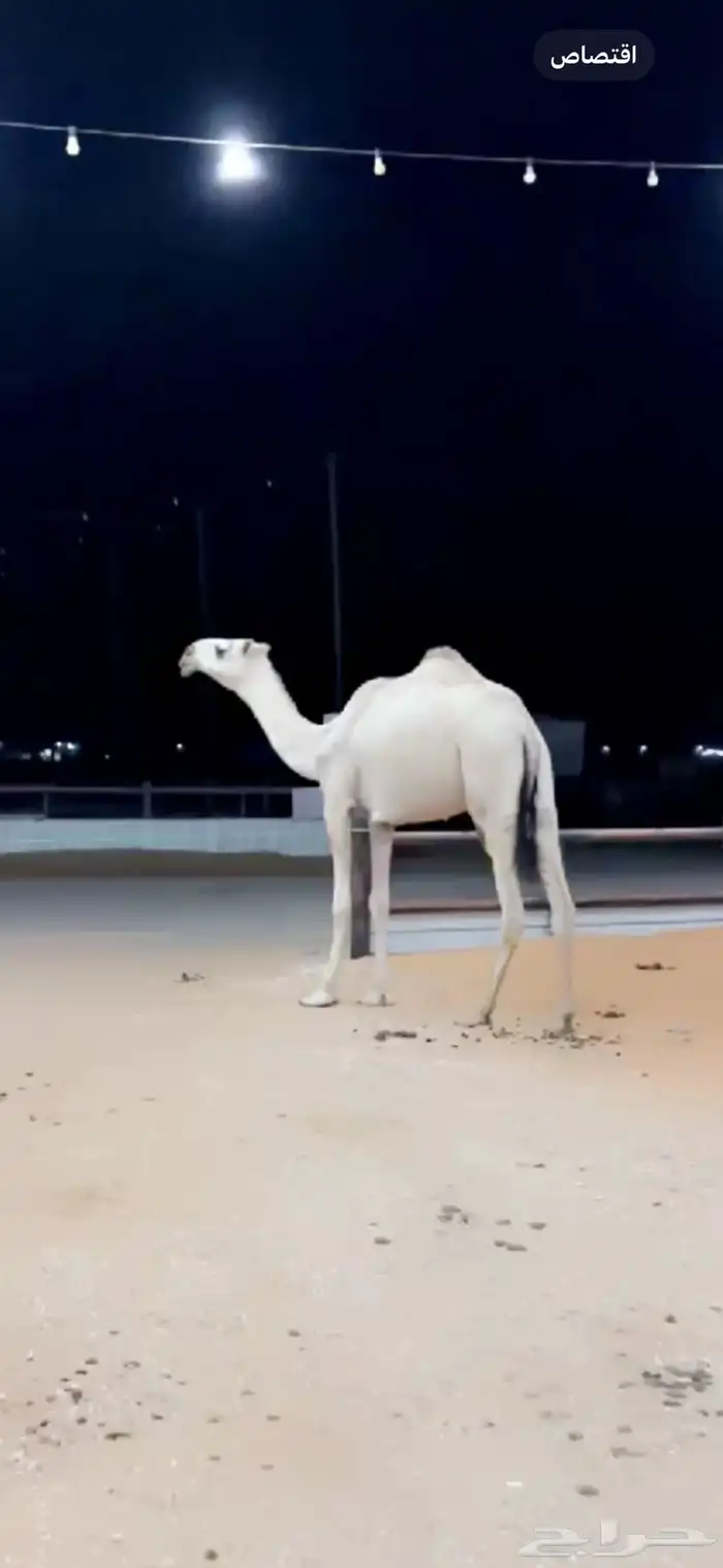 بكرة شقحى كفو 0