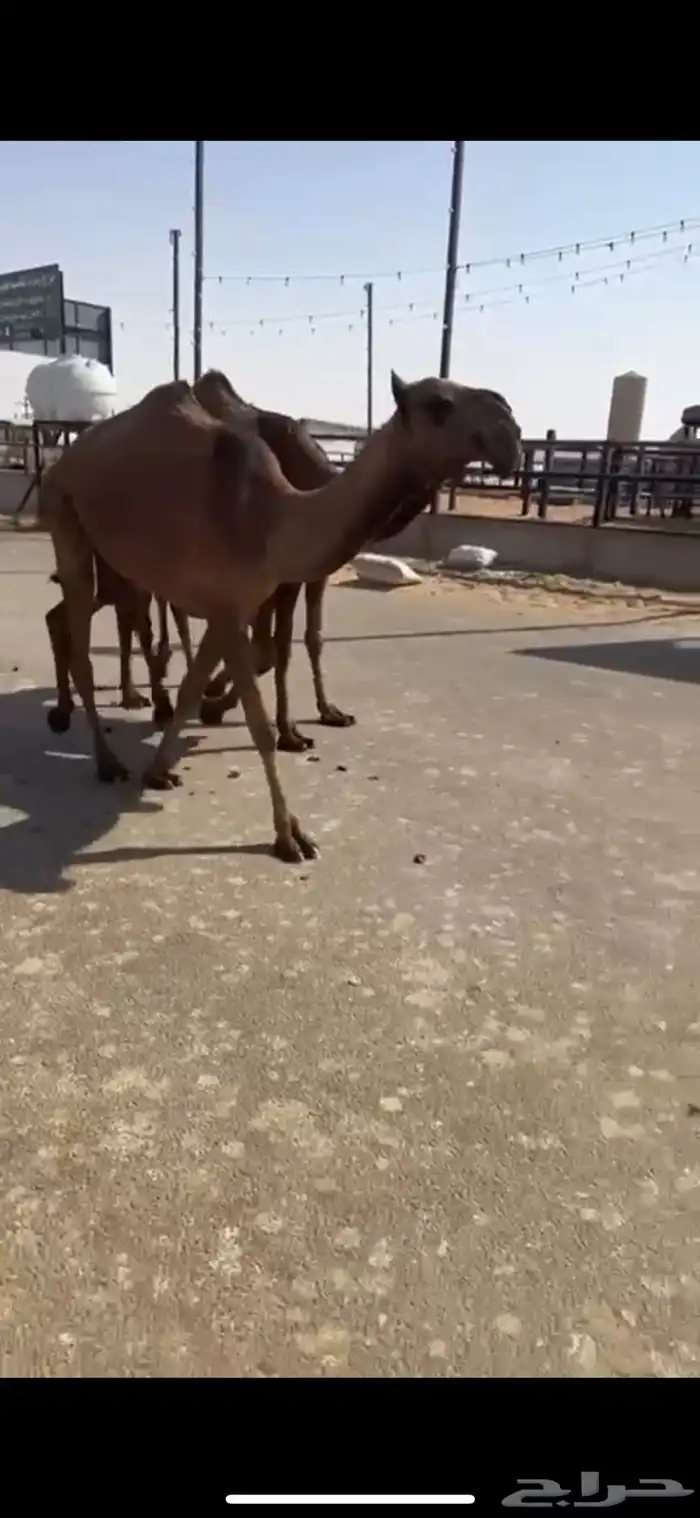 البيع البكار العدد ثلاث 6