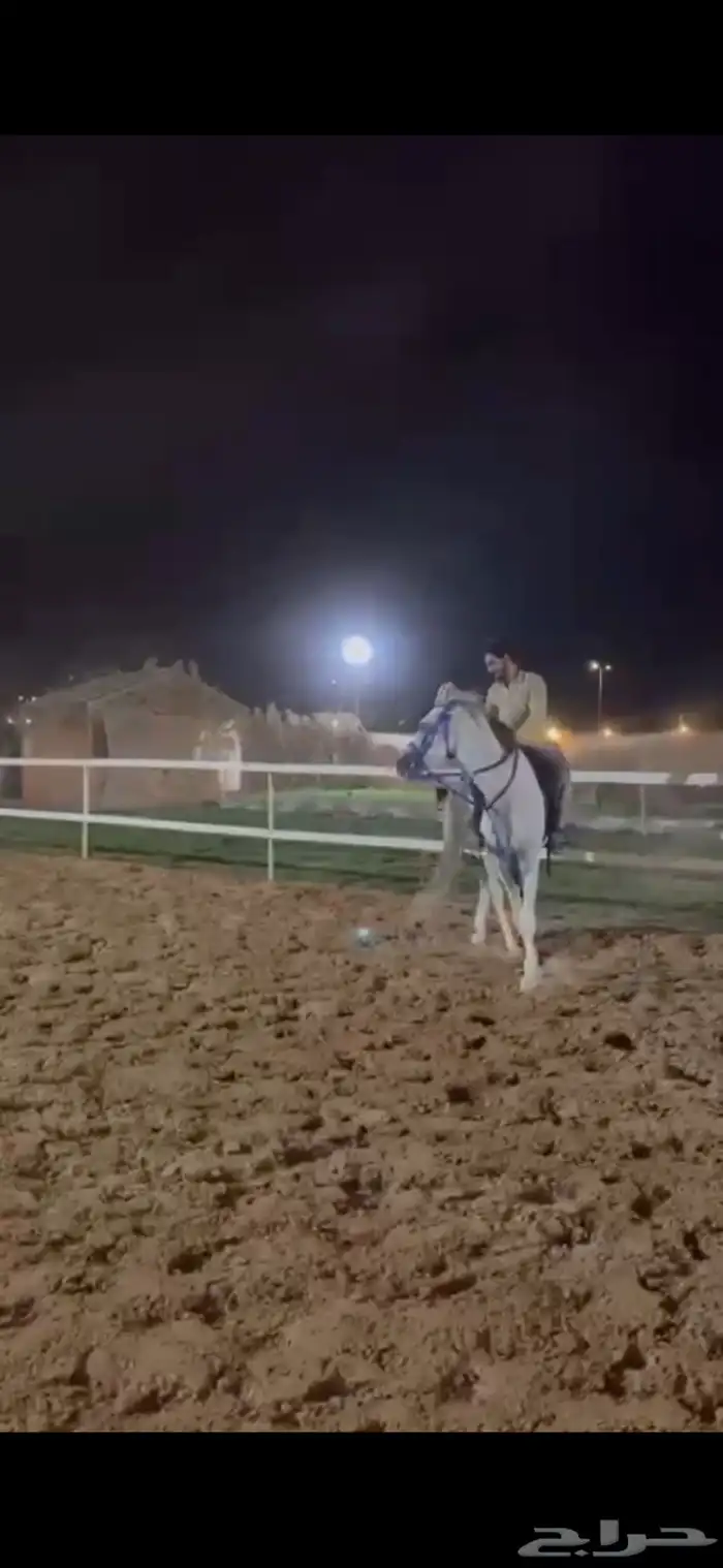 حصان جزيري بيور 4