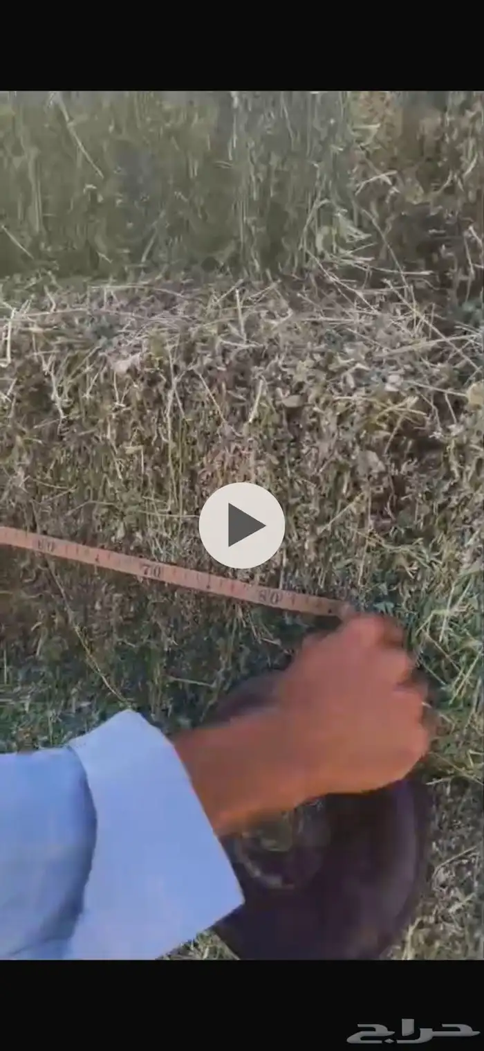 برسيم صافي و ذرة جيزانية 5