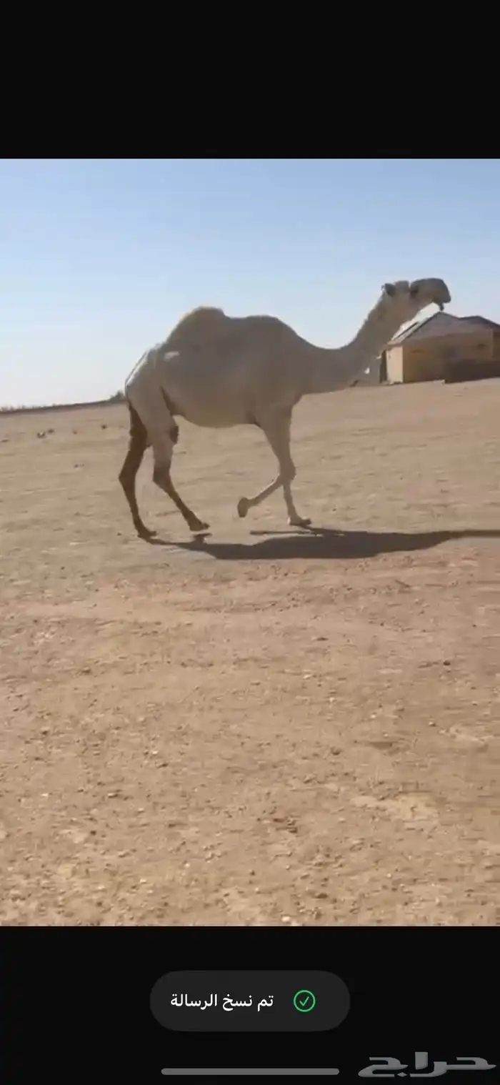 البل 1