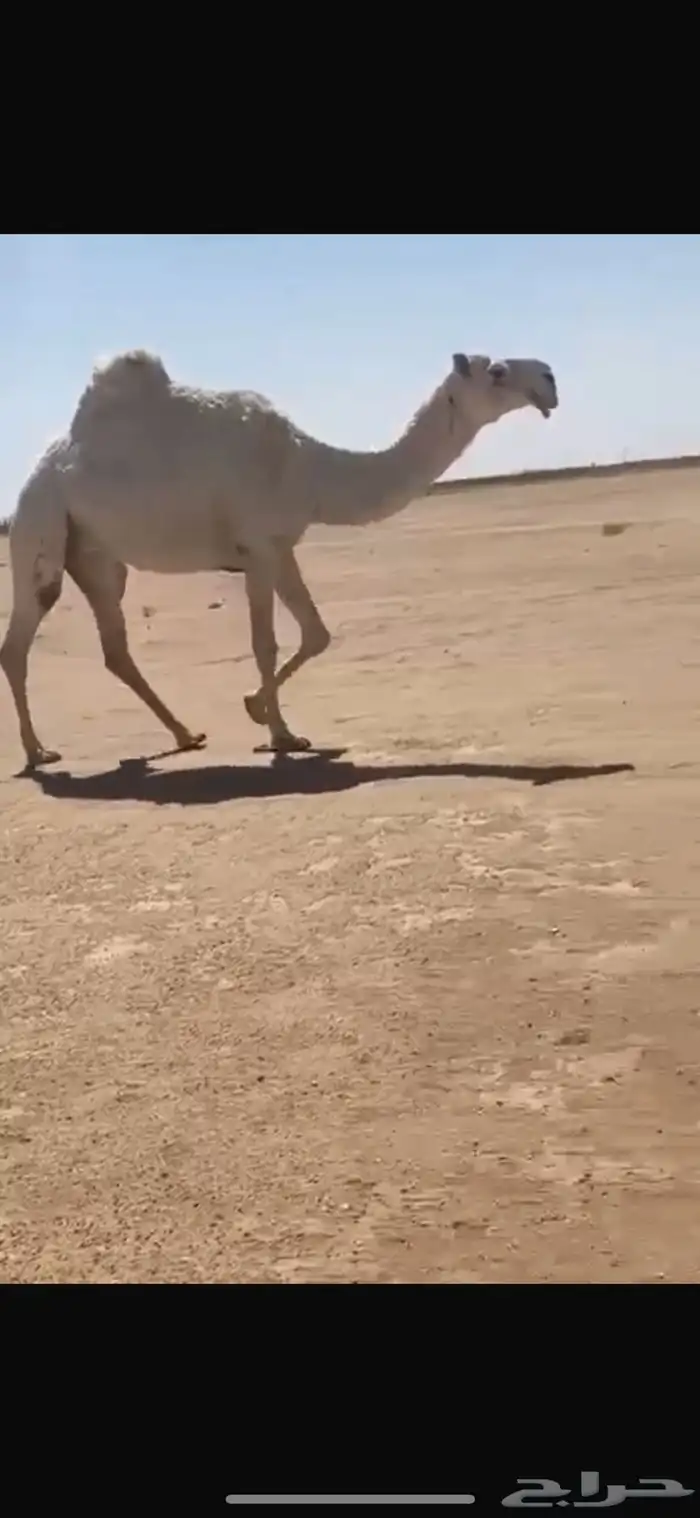البل 0