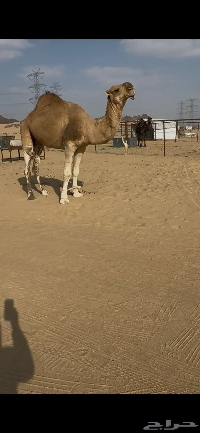 بعير حمر شمالي كفو 4