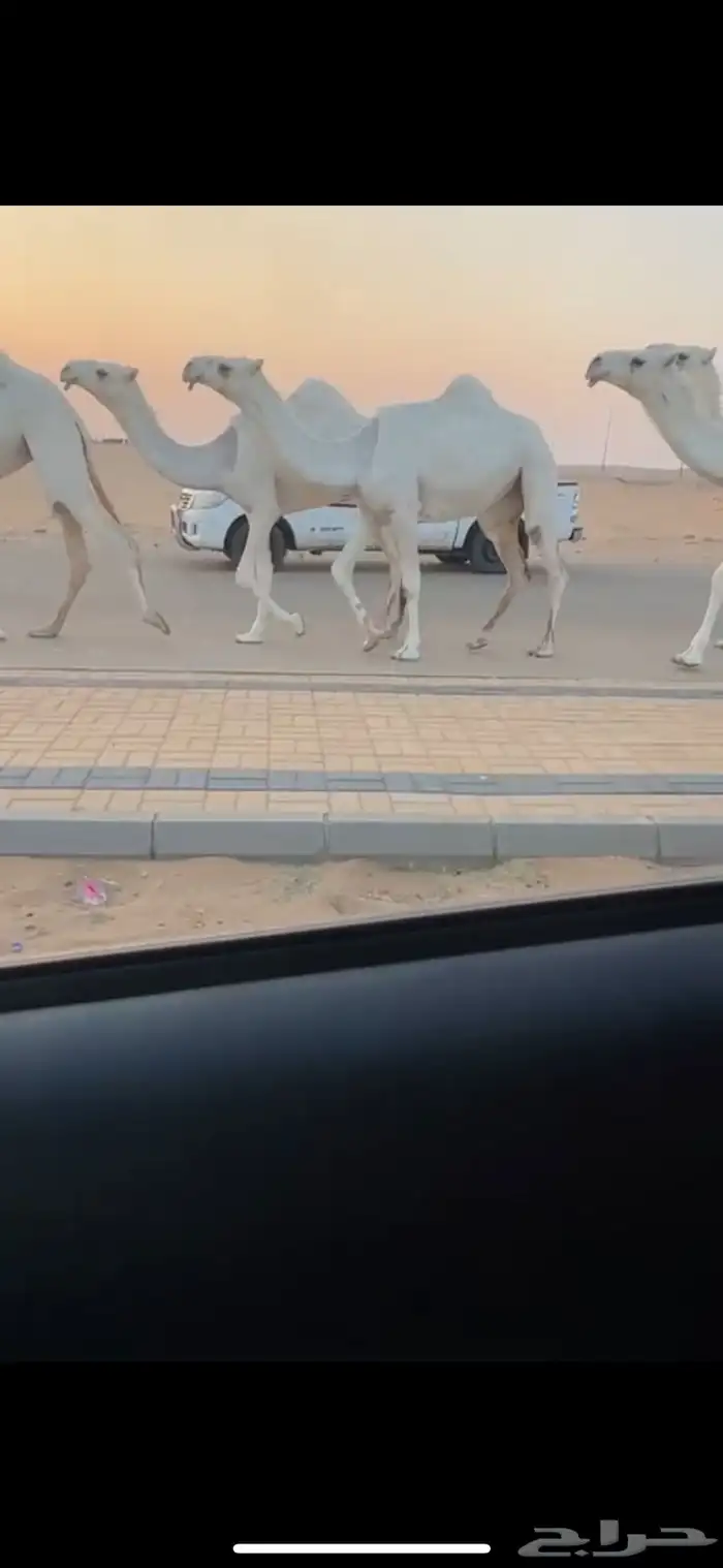 بكار وضح من مراح واحد ساسها عليانيات 1