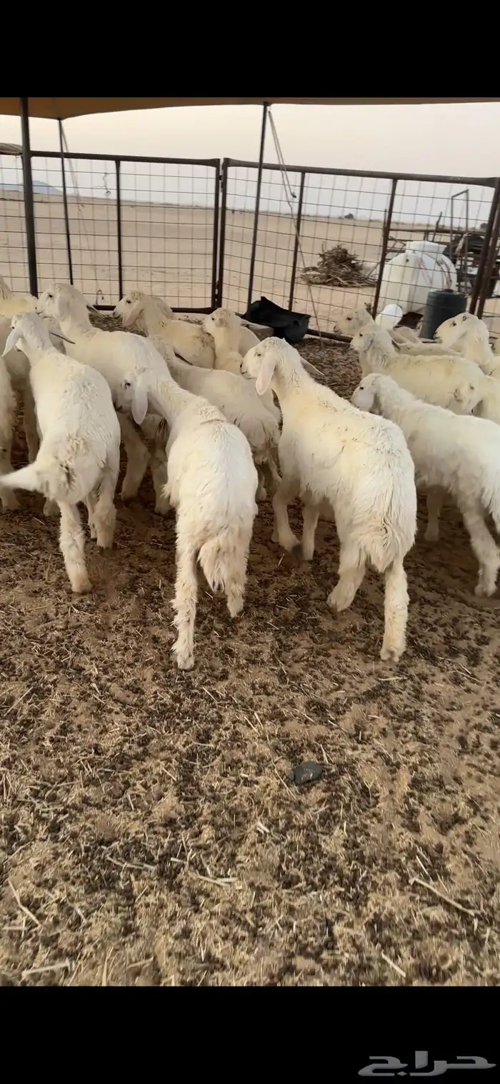 بهم حري طيب شعره وشحم 9