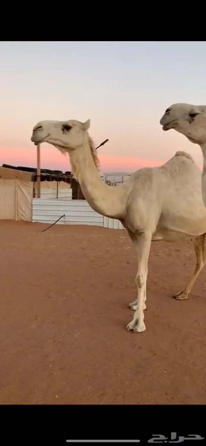 ابل وضح للبيع 2