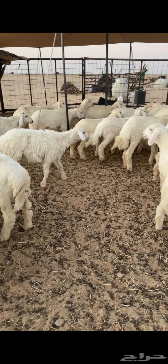 بهم حري طيب شعره وشحم 1