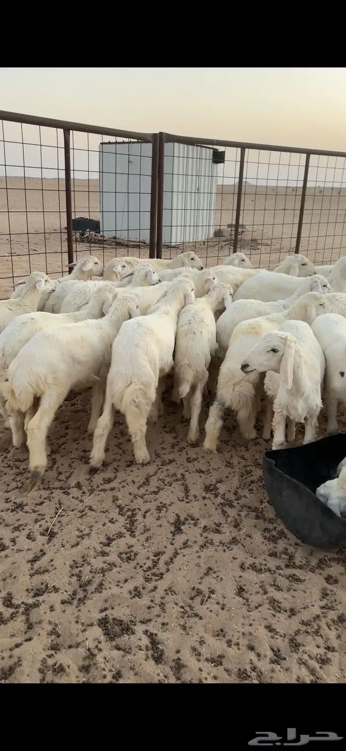 بهم حري طيب شعره وشحم 7