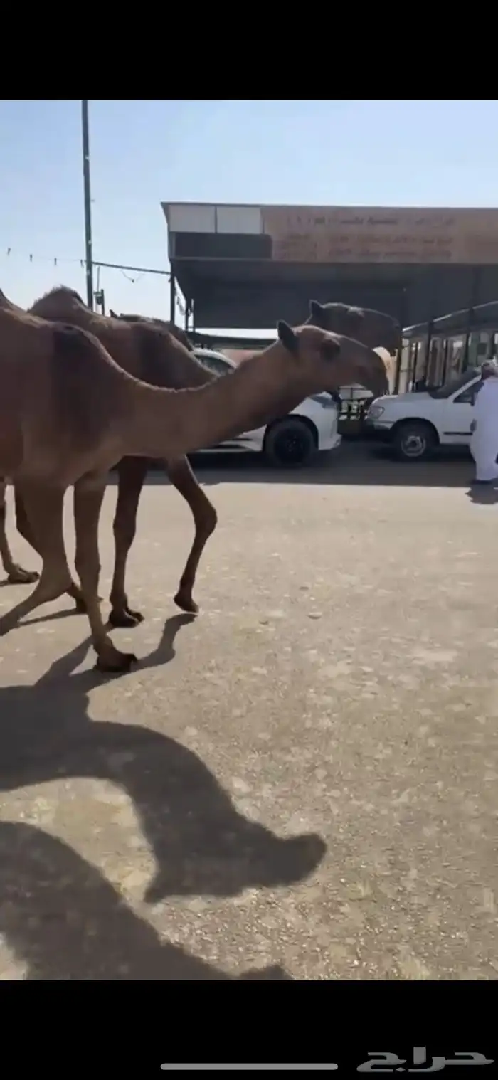 البيع البكار العدد ثلاث 5