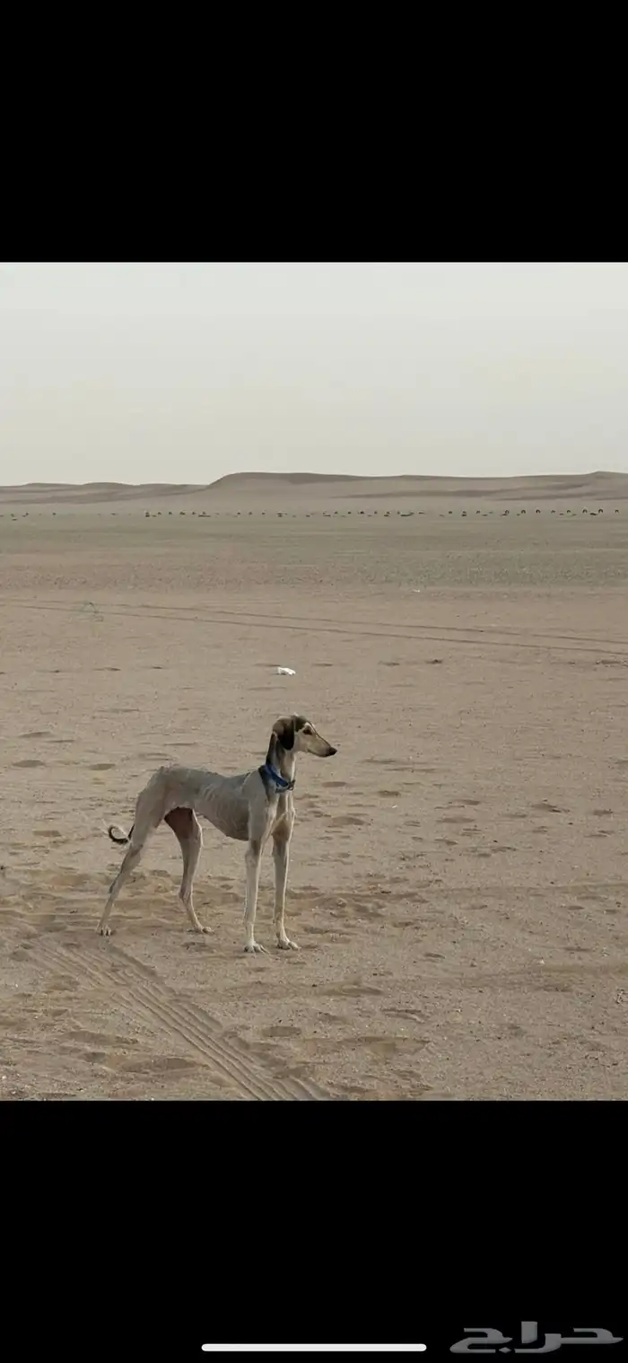 سلق سلوقي كلاب صيد ضايعه مفقوده 1