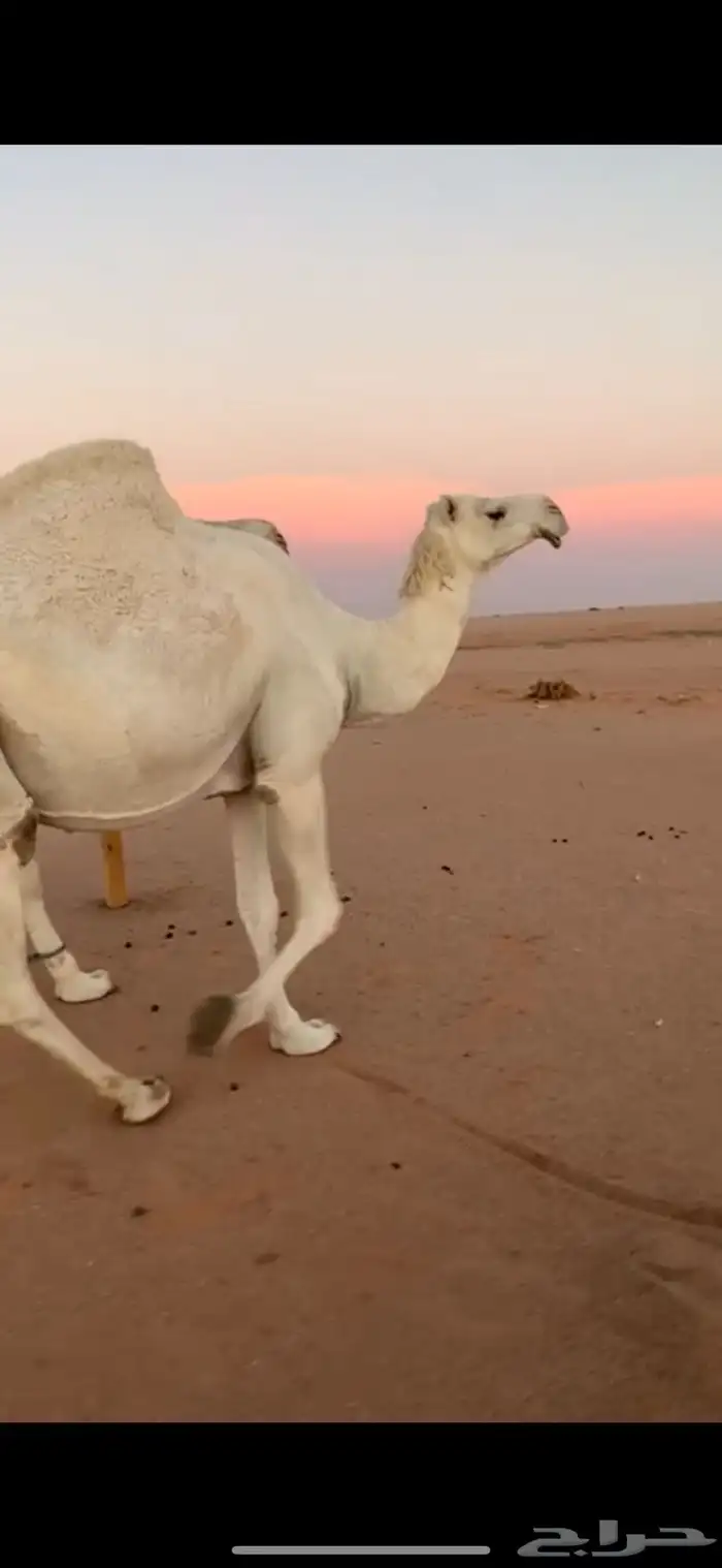 ابل وضح للبيع 1