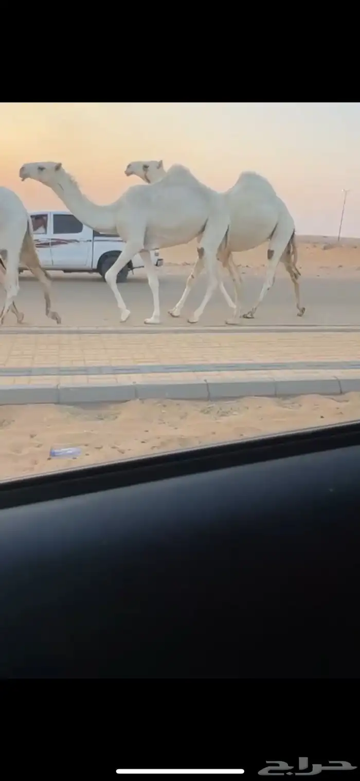 بكار وضح من مراح واحد ساسها عليانيات 0