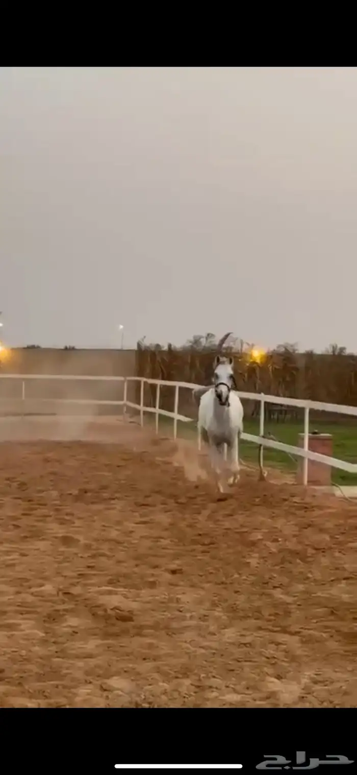 حصان جزيري بيور 5