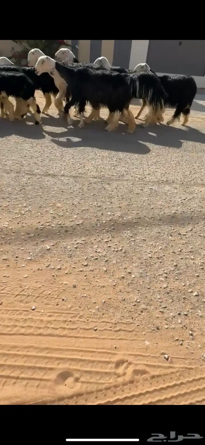 شياه نجد خلفات 3