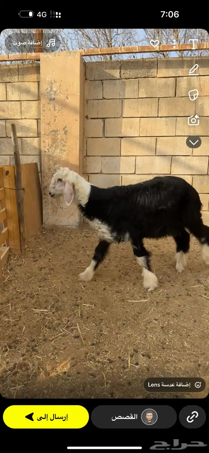 خروف نجدي 0