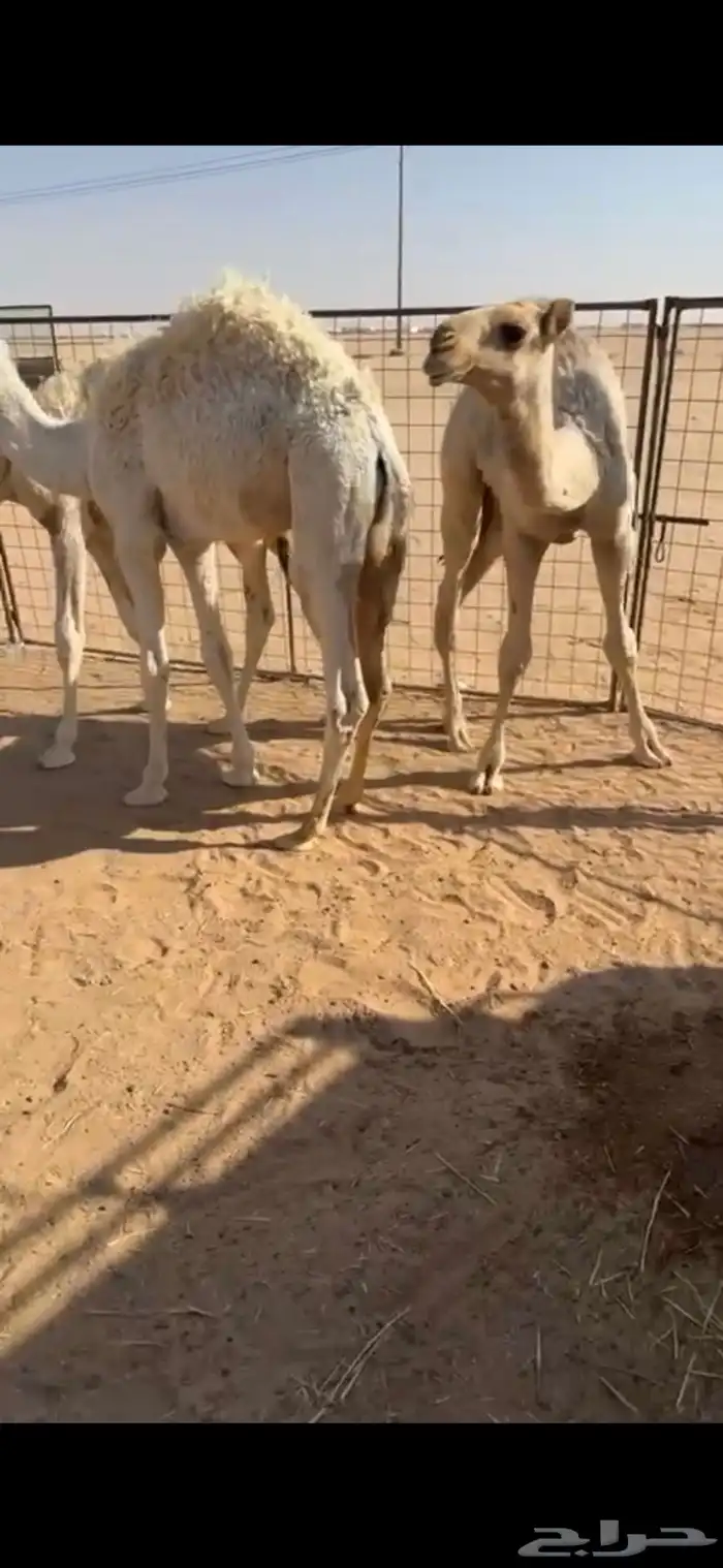 حشو تربية نظاف وسمان 0