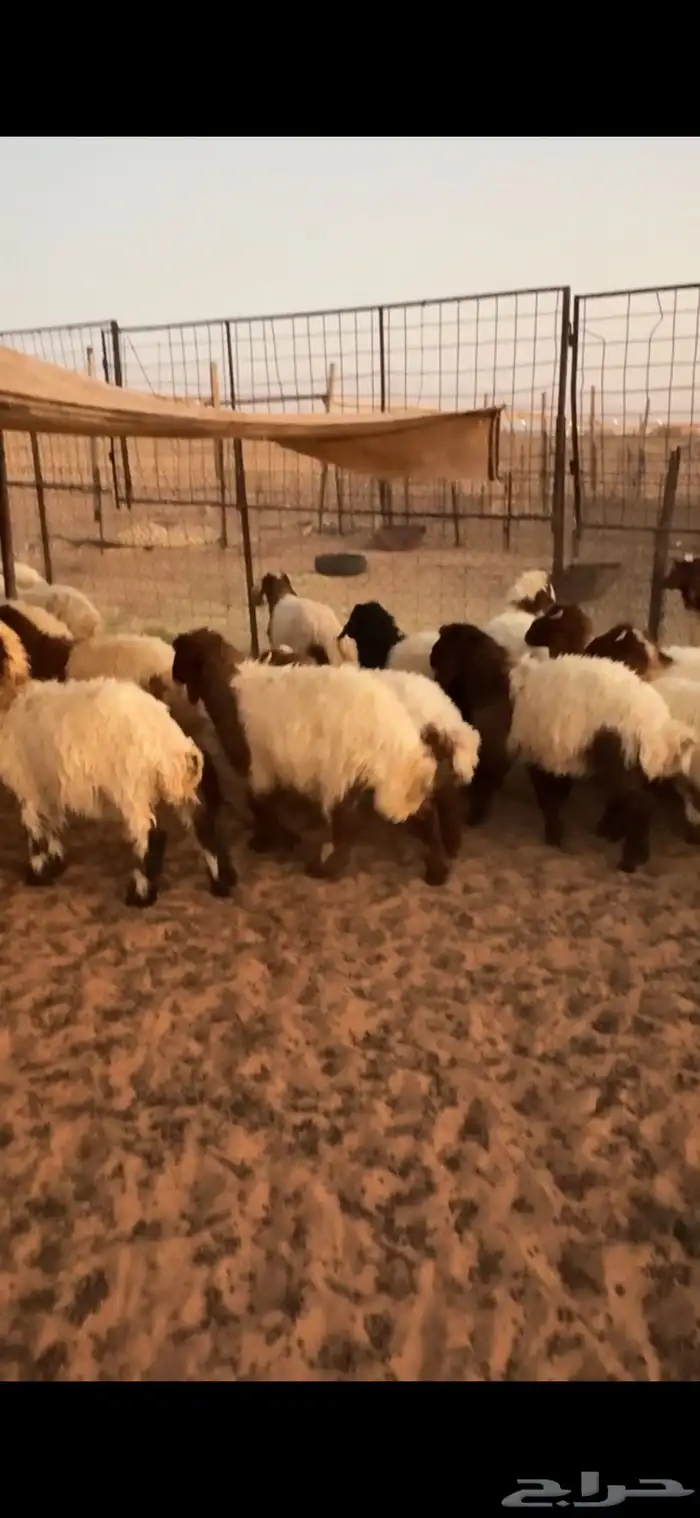 بهم نعيم للبيع 0