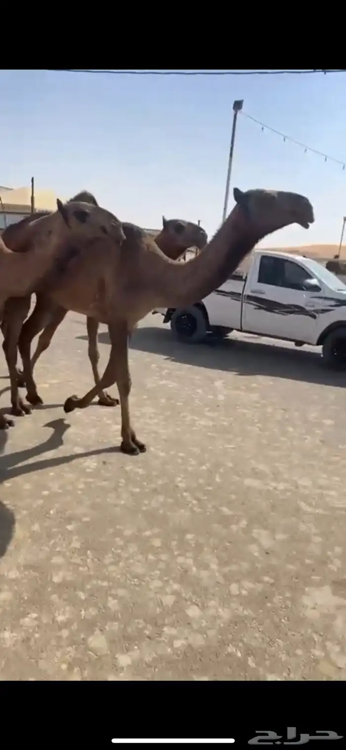 البيع البكار العدد ثلاث 0