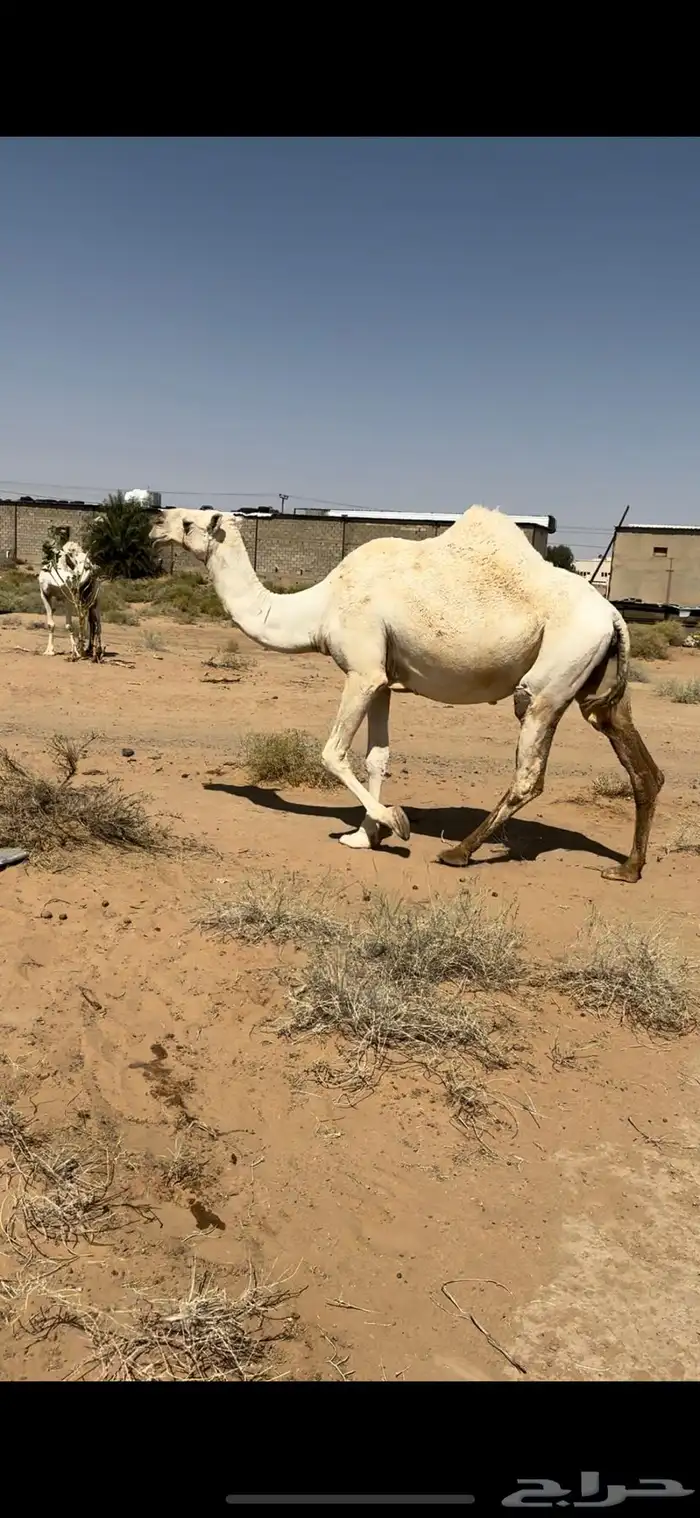 ناقه ام رابع لقحه على ولد الارخم ذمه وامانه باقي عليها شهر 1
