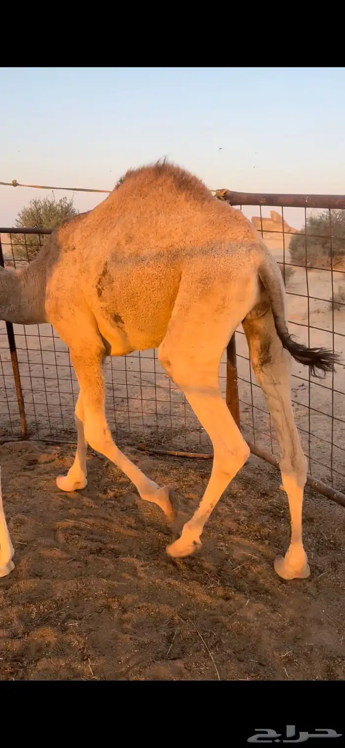 قعود مفرود تام سمين وجبر 0