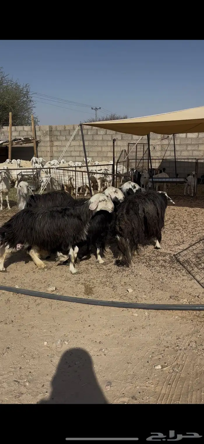 نجد بالدوادمي 6