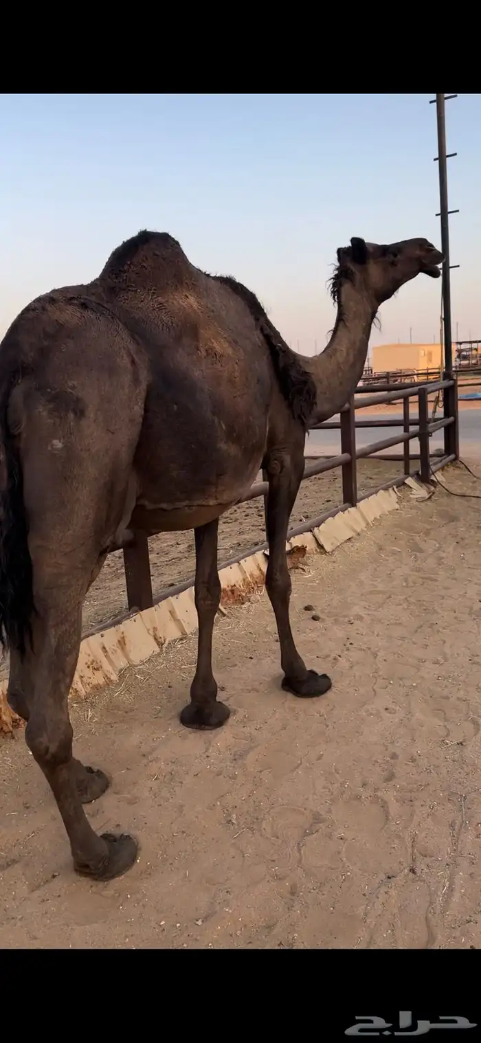 لقحه مجهم ملاقي هاليومين تنتج 0