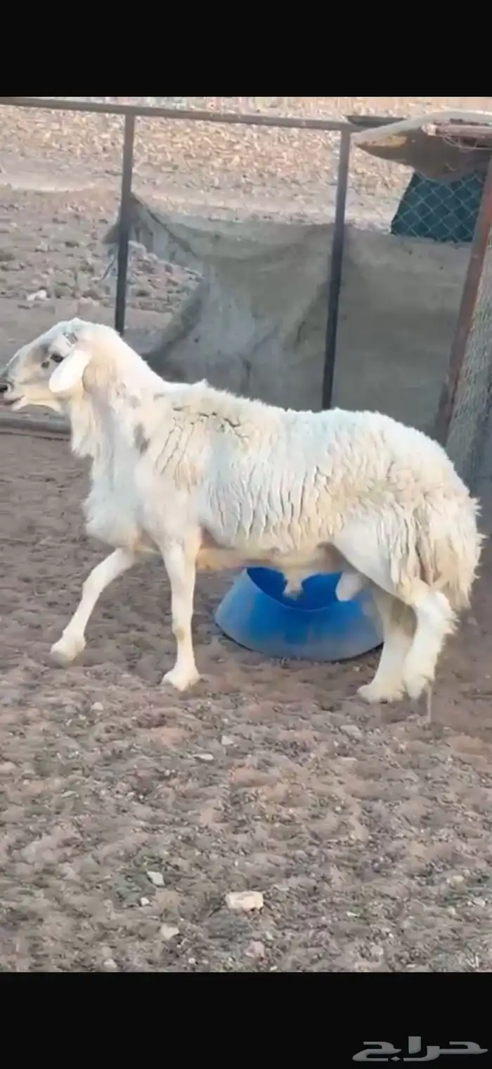 للبيع فحل حري مشروط يقرع وينسف وحار بالحيل الفحل 3