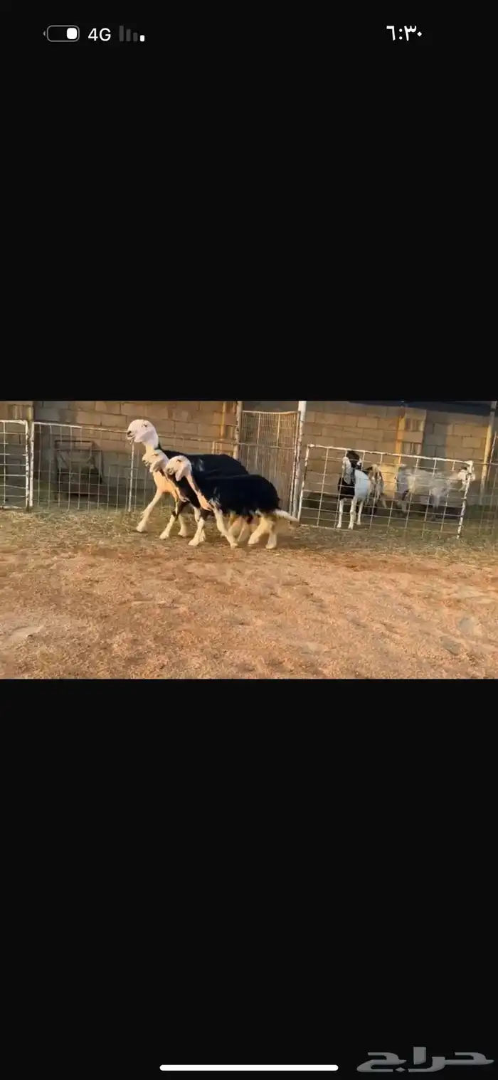 عرض شاه خلفه تحتها رخلين 2