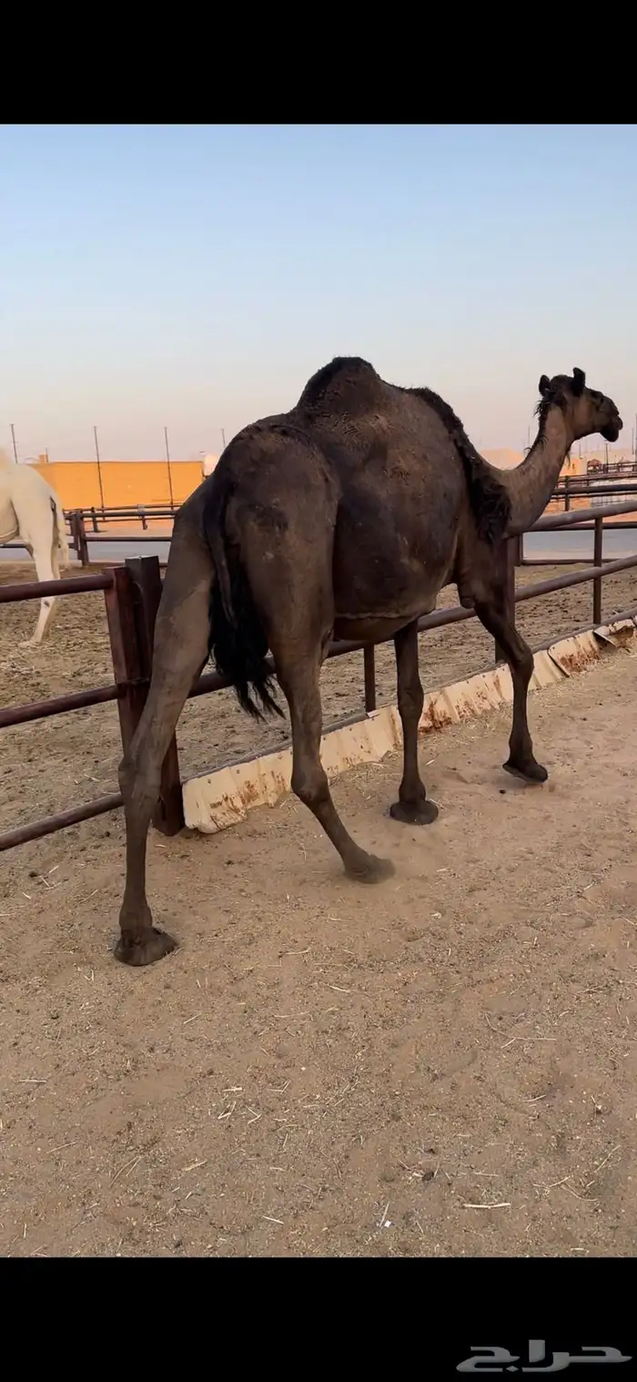 لقحه مجهم ملاقي هاليومين تنتج 1