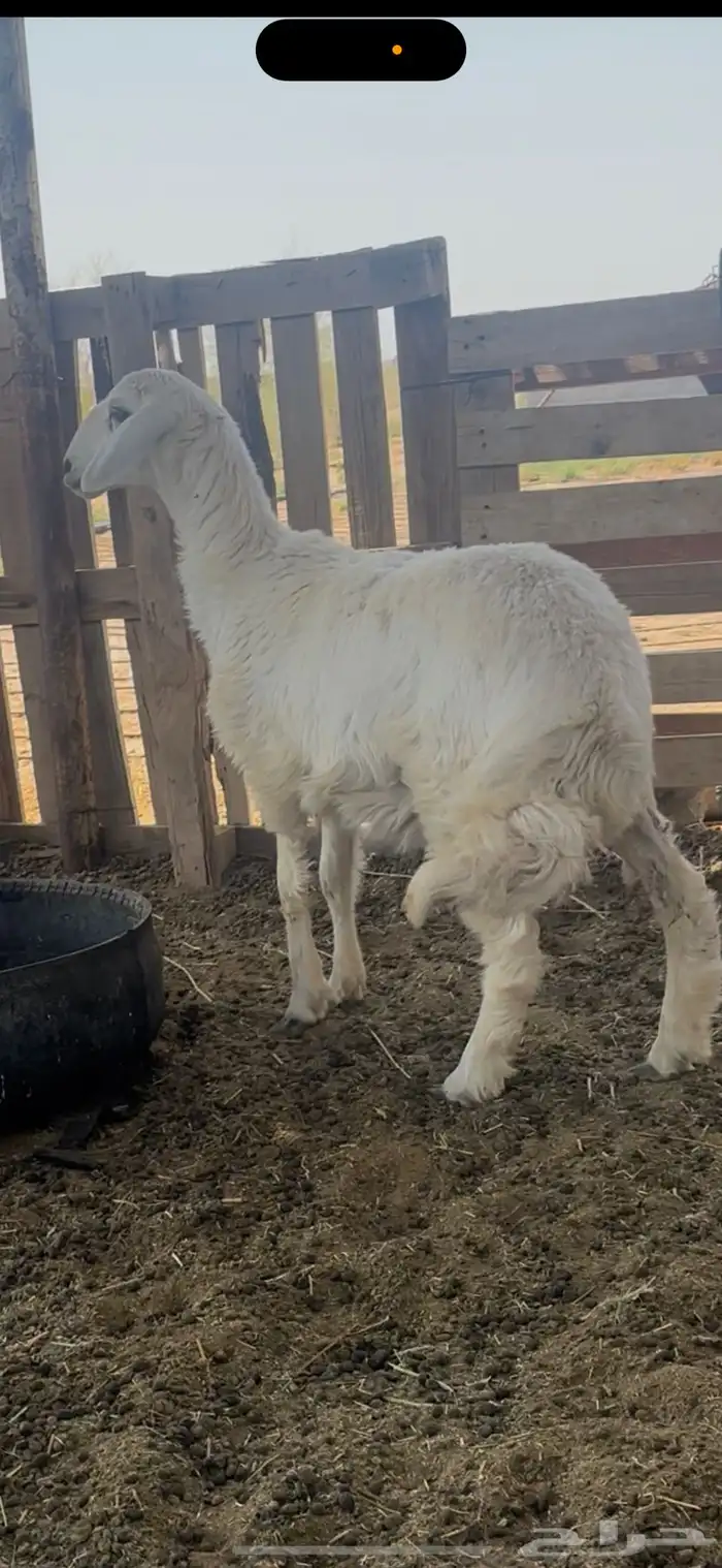 رخل حريه صنف جذعه تم البيع 1