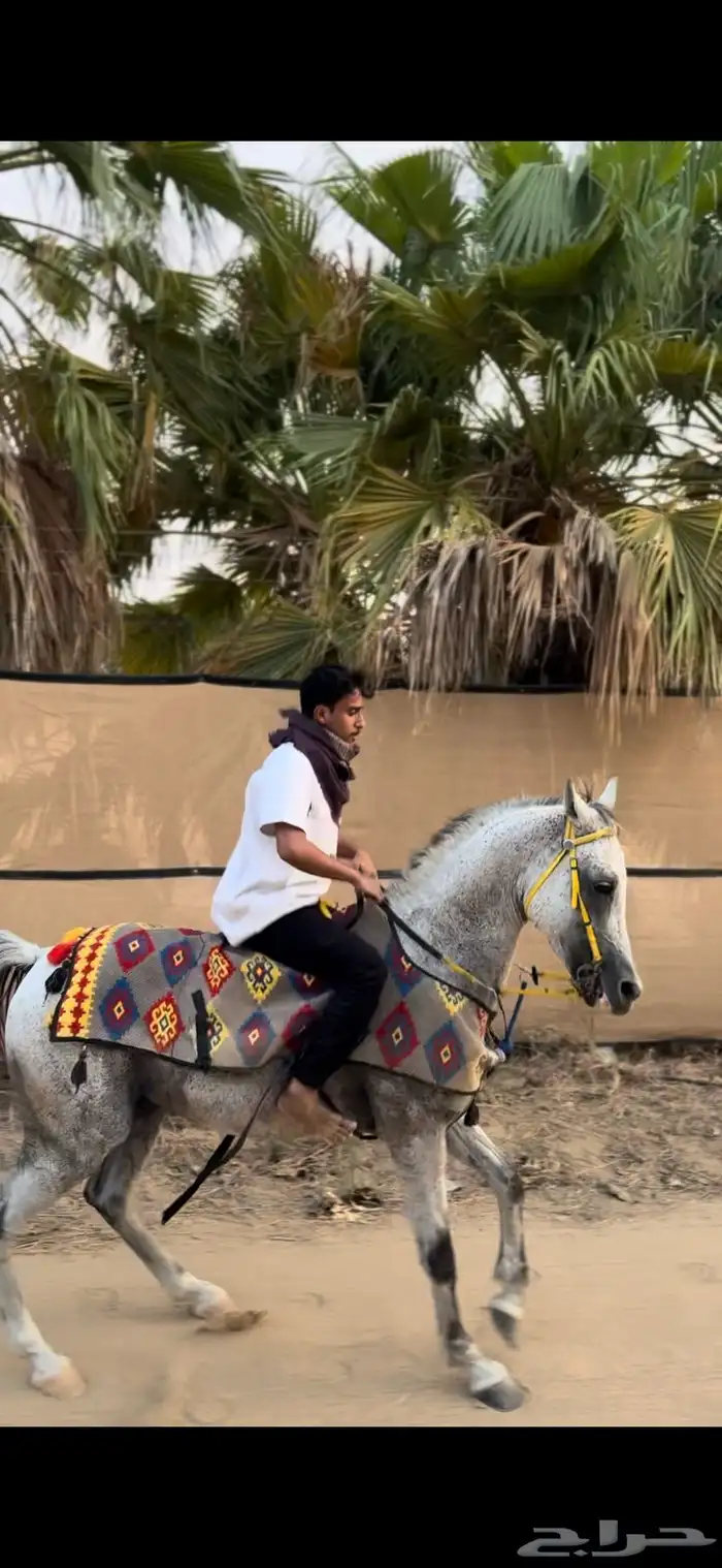 حصان جزيري البيع شعبي حصان حراره وسبوق جدان جدان 0