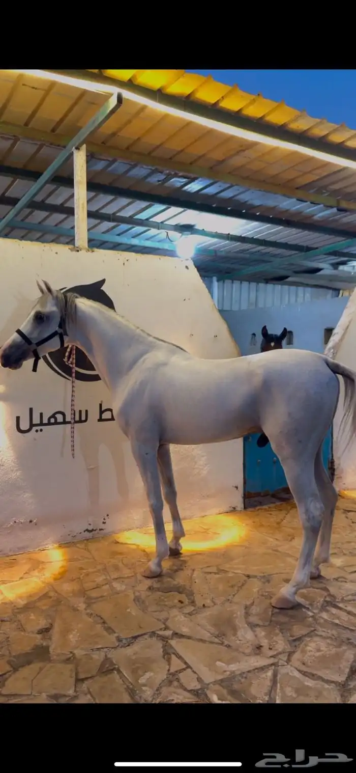 حصان جزيري بيور 0