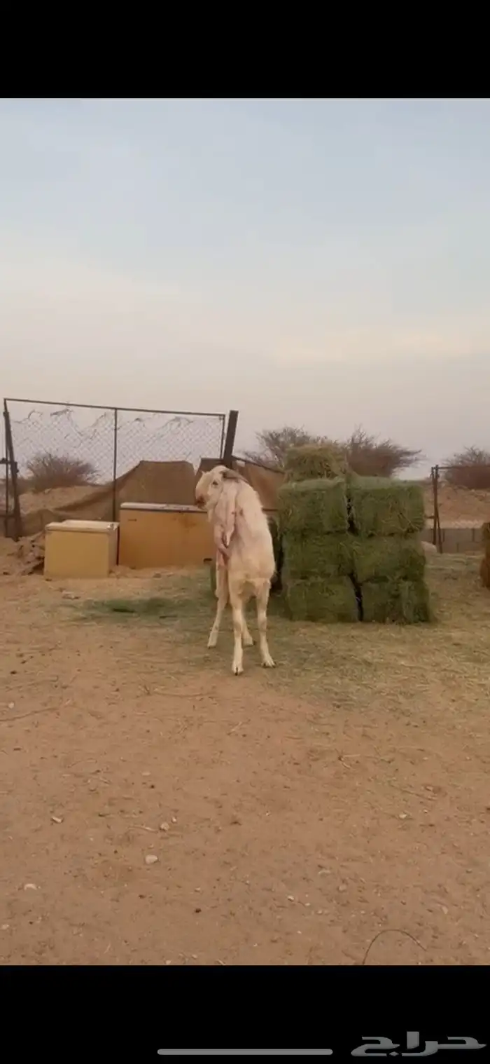 فحل تيس مشروع جذع 2