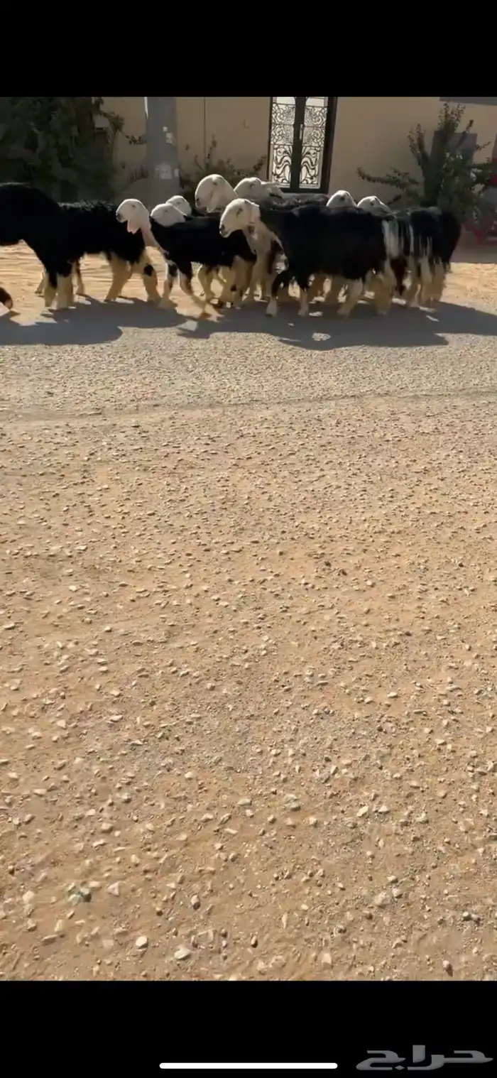شياه نجد خلفات 1