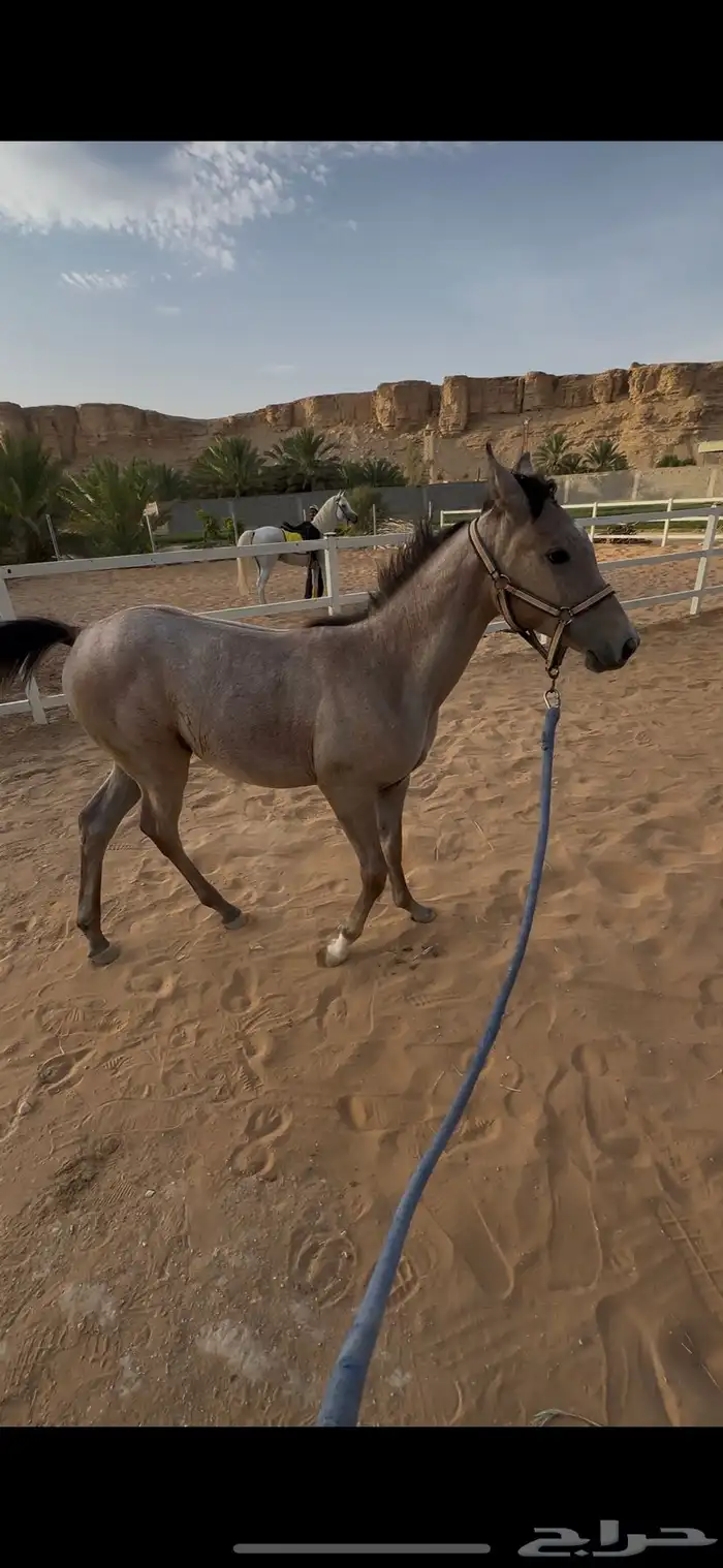 مهرة شعبية فاخره 1